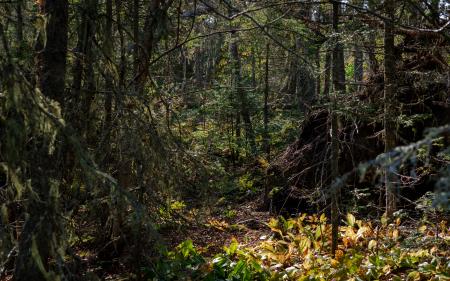 L'Aventurier. Forêt enchevêtrée.