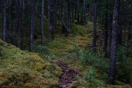 Forêt boréale au pied du Mont-Harfang sud