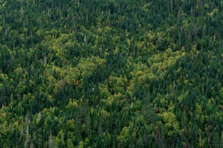 Mur d'arbres, Le Tette du Mont