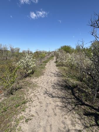 Sentier Peuplier (1)