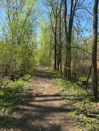 Sentier Peuplier (1)
